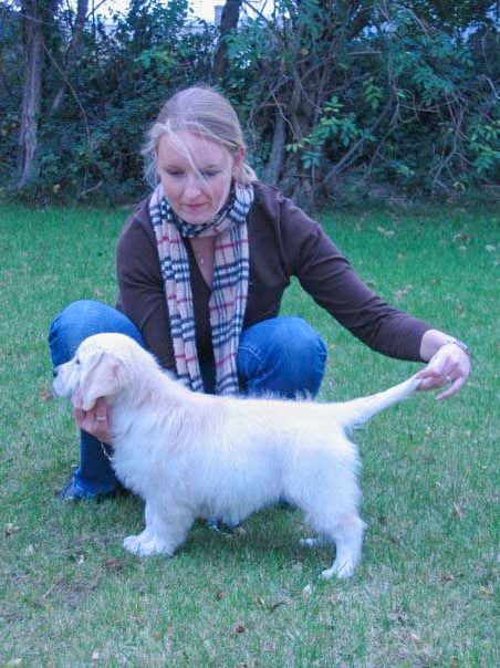 Chelsea golden retriever elevage manche canisy normandie forestry (2 sur 7)
