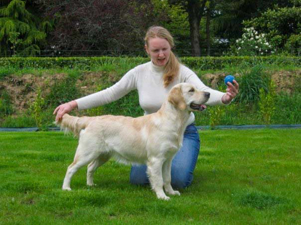 Chelsea golden retriever elevage manche canisy normandie forestry (4 sur 7)