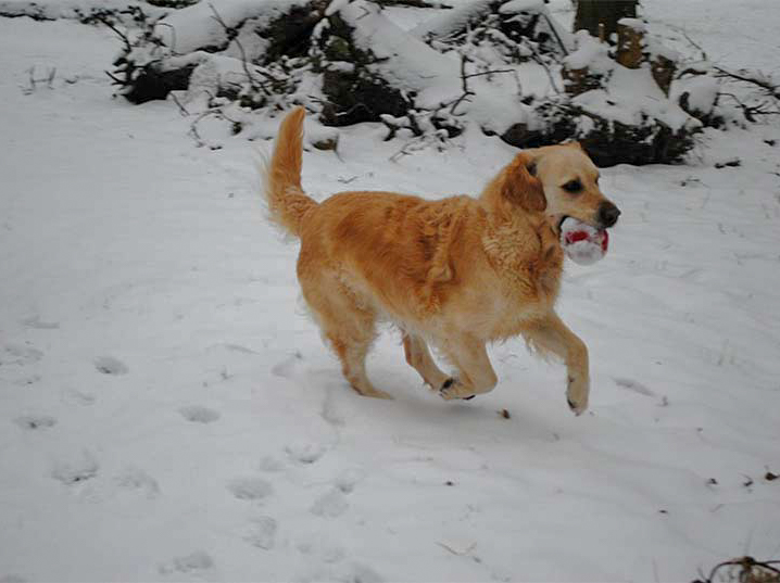 Chelsea golden retriever elevage manche canisy normandie forestry (6 sur 7)