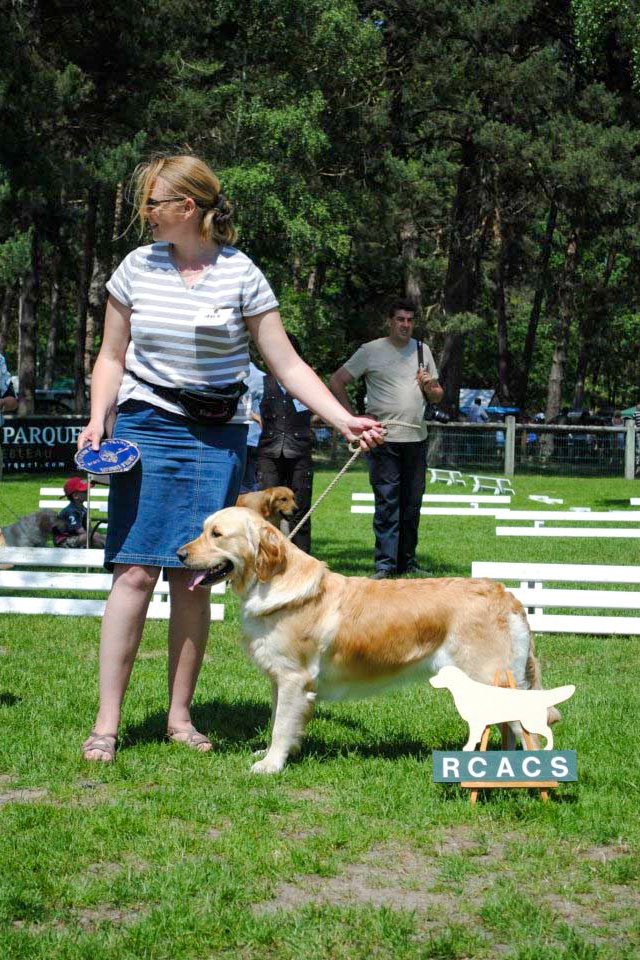 First golden retriever elevage manche canisy Normandie Forestry France (12 sur 27)