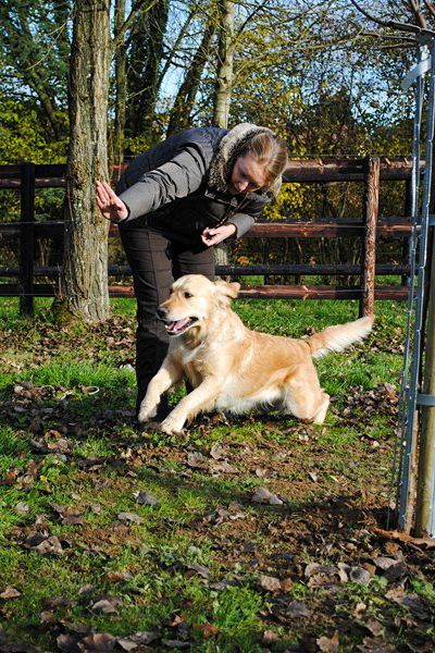 First golden retriever elevage manche canisy Normandie Forestry France (15 sur 27)