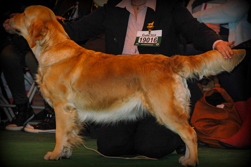 First golden retriever elevage manche canisy Normandie Forestry France (18 sur 27)