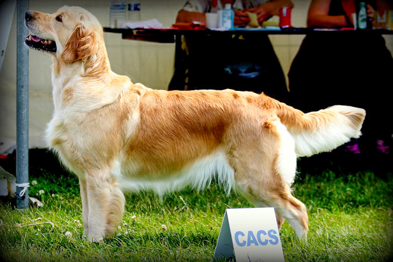 First golden retriever elevage manche canisy Normandie Forestry France (21 sur 27)