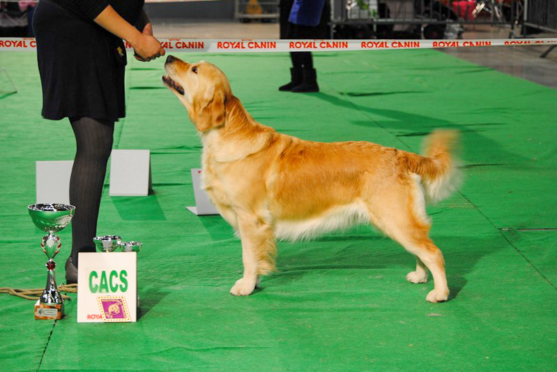 First golden retriever elevage manche canisy Normandie Forestry France (22 sur 27)