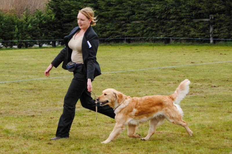 First golden retriever elevage manche canisy Normandie Forestry France (25 sur 27)