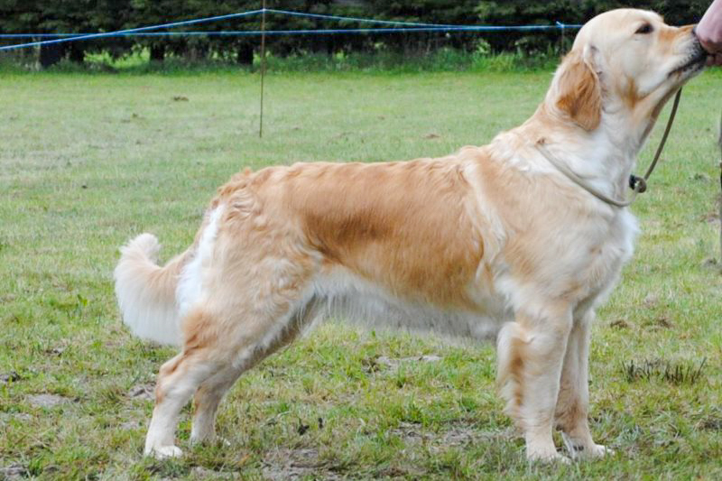 First golden retriever elevage manche canisy Normandie Forestry France (26 sur 27)