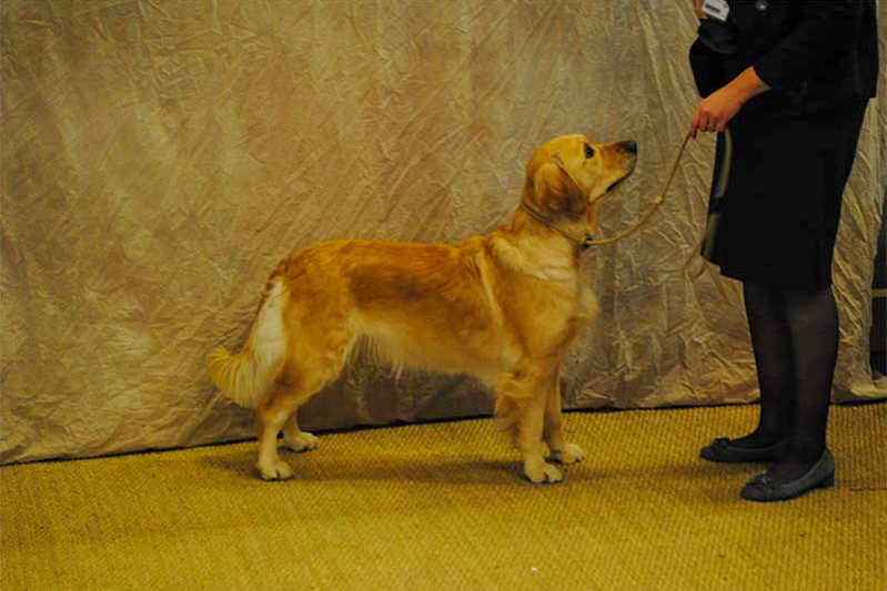 First golden retriever elevage manche canisy Normandie Forestry France (3 sur 27)