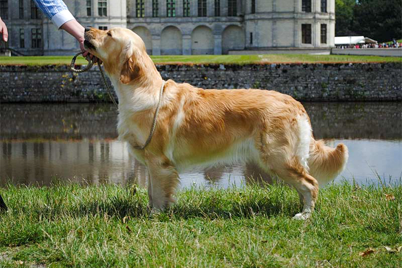 First golden retriever elevage manche canisy Normandie Forestry France (6 sur 27)