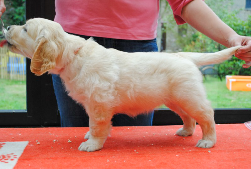 Islay golden retriever elevage manche canisy normandie forestry (2 sur 9)