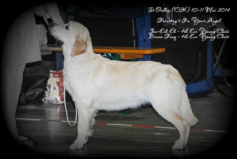Islay golden retriever elevage manche canisy normandie forestry (6 sur 9)