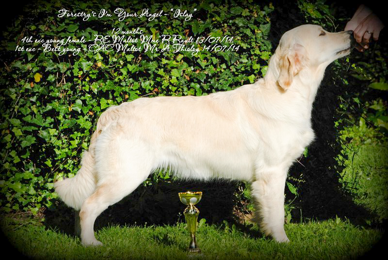 Islay golden retriever elevage manche canisy normandie forestry (7 sur 9)