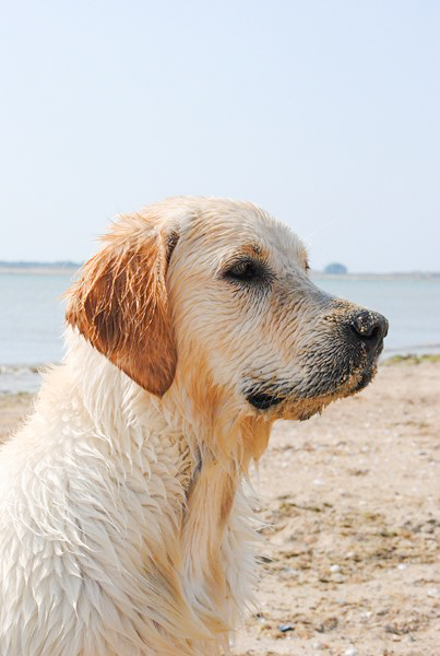 Islay golden retriever elevage manche canisy normandie forestry (8 sur 9)
