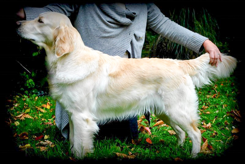 Islay golden retriever elevage manche canisy normandie forestry (9 sur 9)