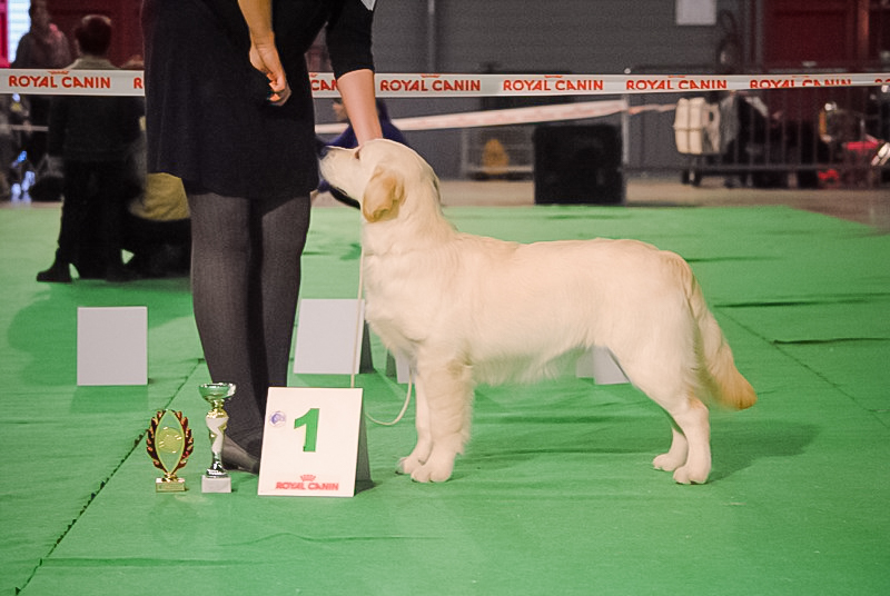 Jersey golden retriever elevage manche canisy normandie forestry (7 sur 16)