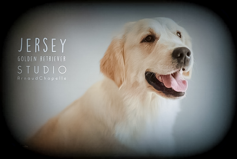 Jersey golden retriever elevage manche canisy normandie forestry (9 sur 16)