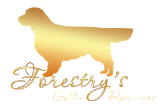 Forestry's - Elevage familial de Golden Retrievers
