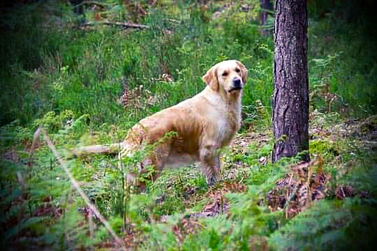 Forestry elevage familial golden retrievers retriever chien river normandie manche canisy-05