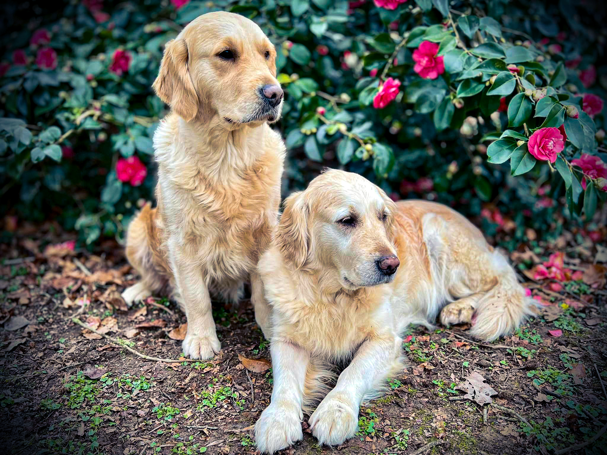 Forestry elevage familial golden retrievers retriever chien river normandie manche canisy-07