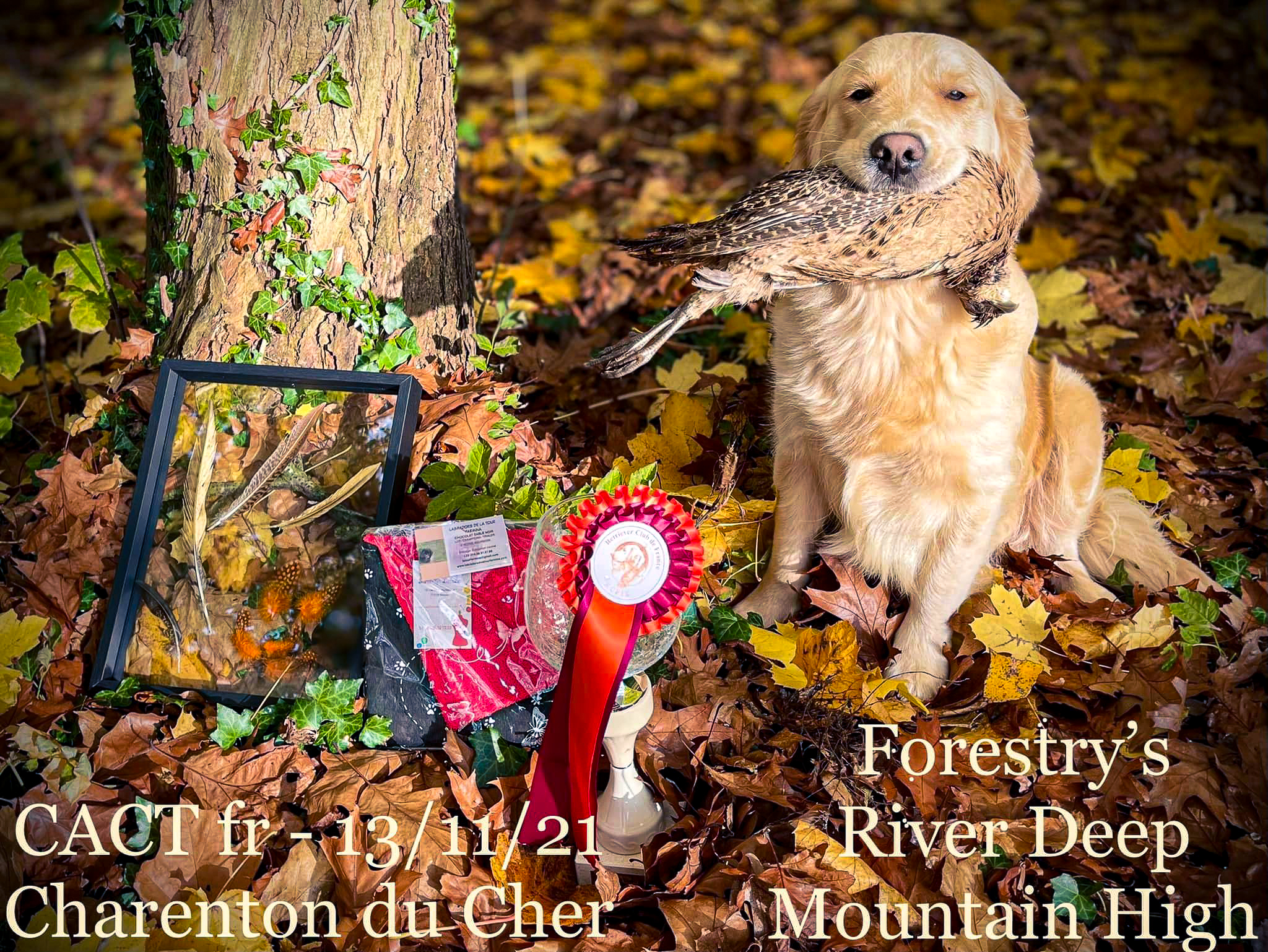 Forestry elevage familial golden retrievers retriever chien river normandie manche canisy-19