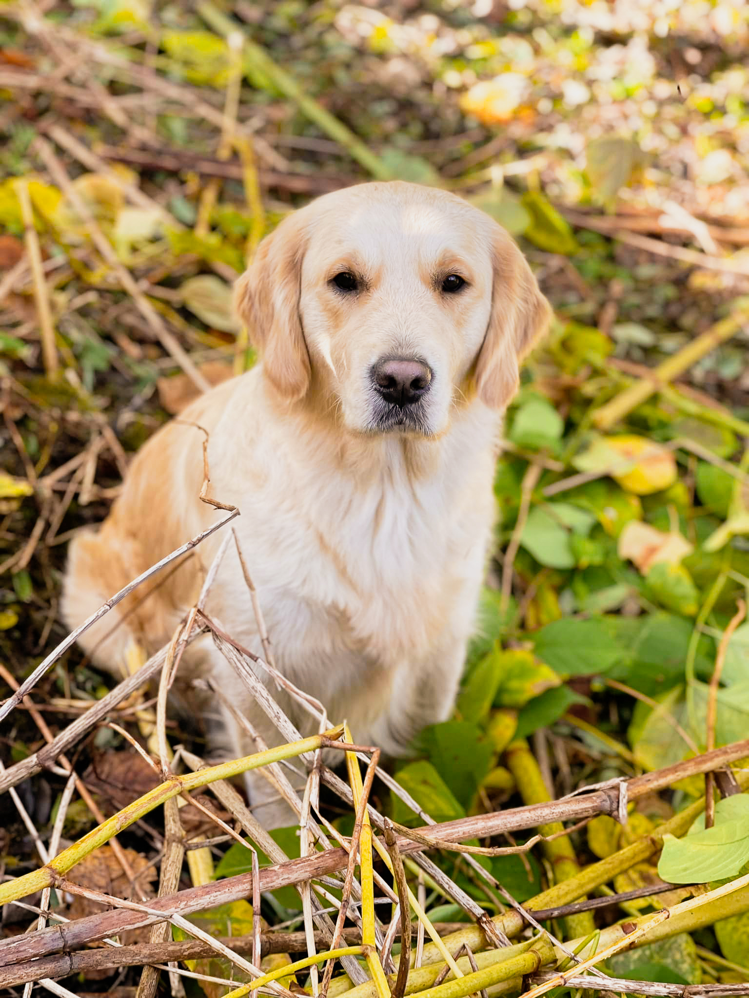 Forestry elevage familial golden retrievers retriever chien river normandie manche canisy-21