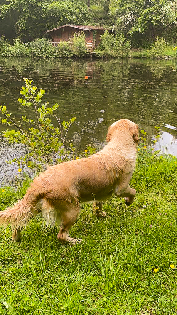 Forestry elevage familial golden retrievers retriever chien river normandie manche canisy-22