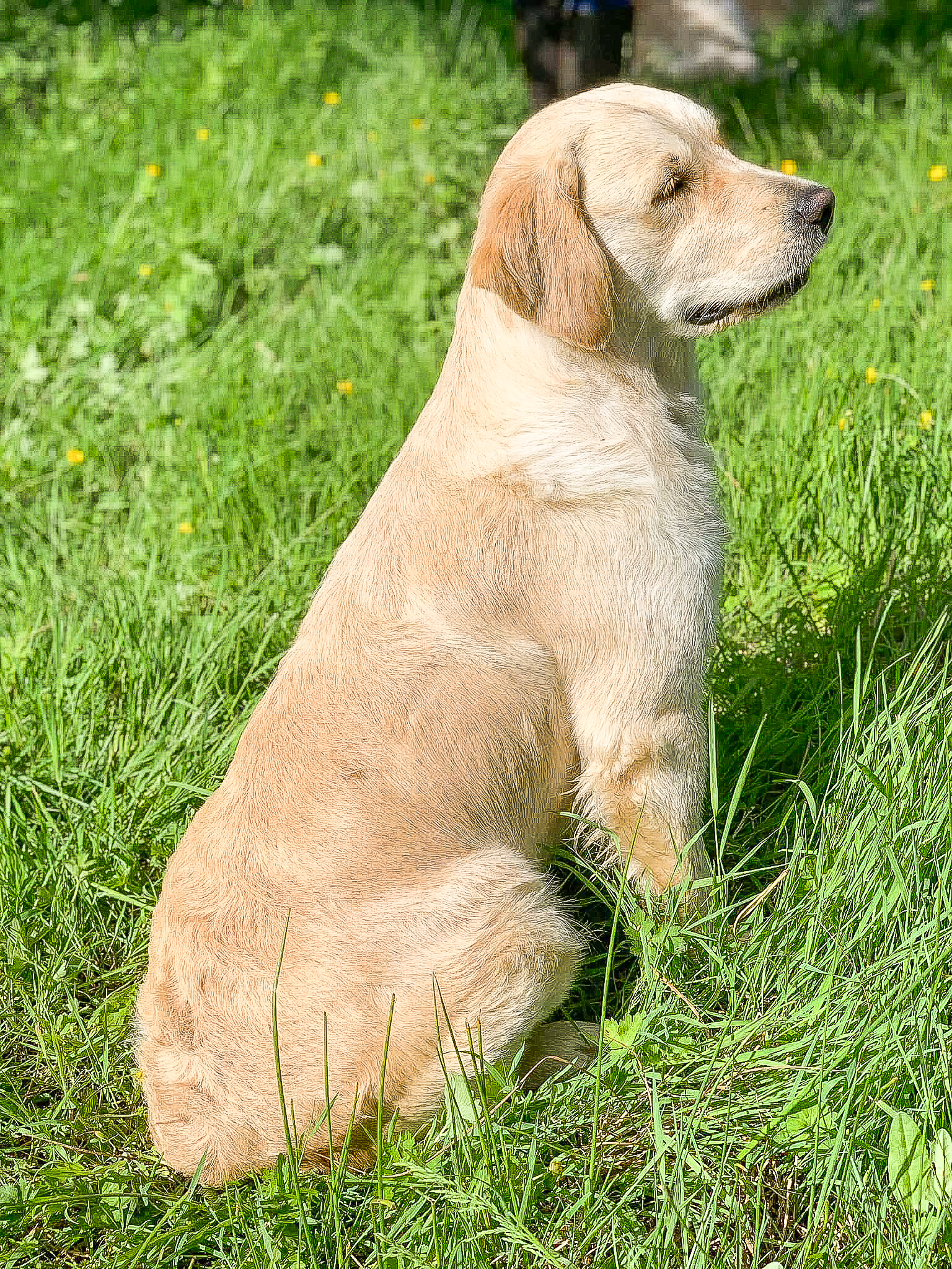 Forestry elevage familial golden retrievers retriever chien river normandie manche canisy-23